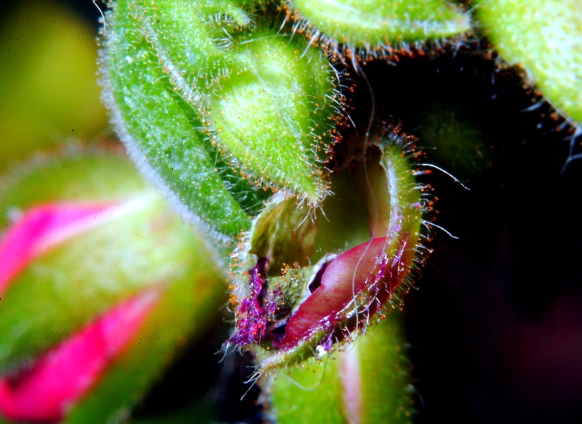 Ancora Cacyreus marshalli